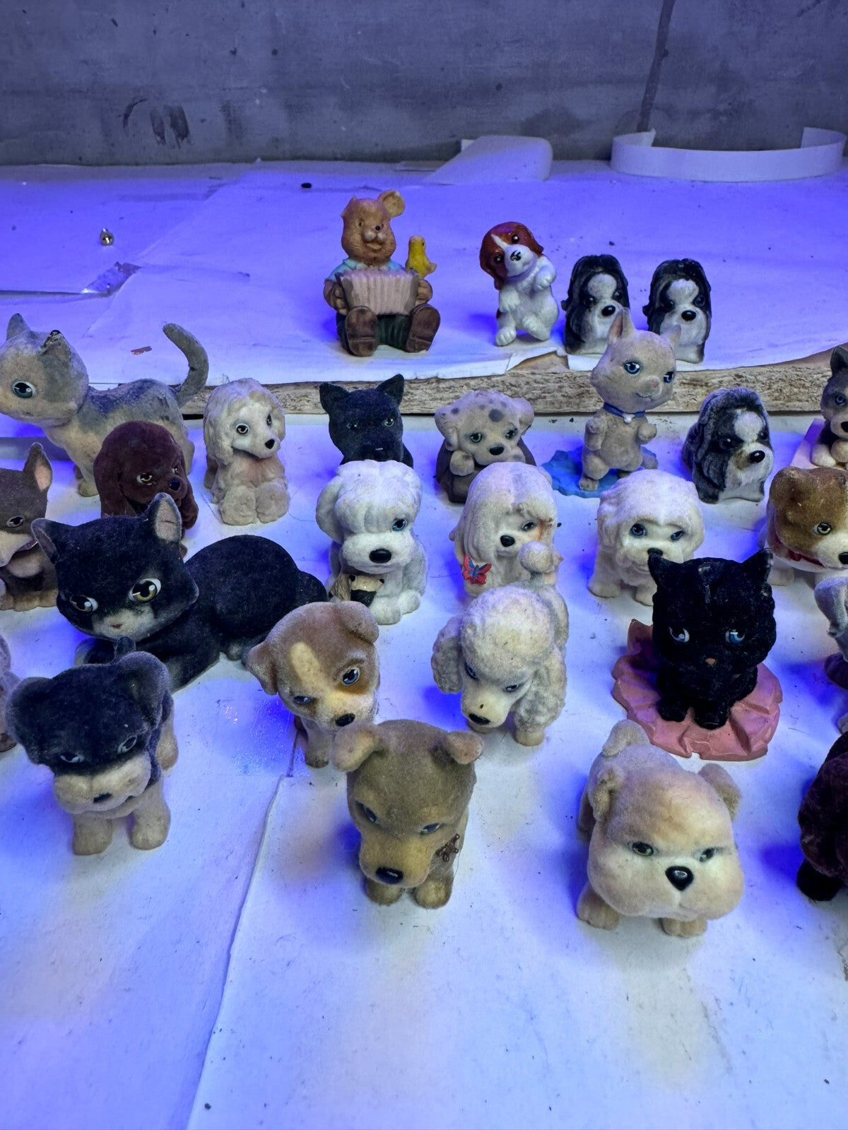 Cuccioli cerca amici gatti e cani