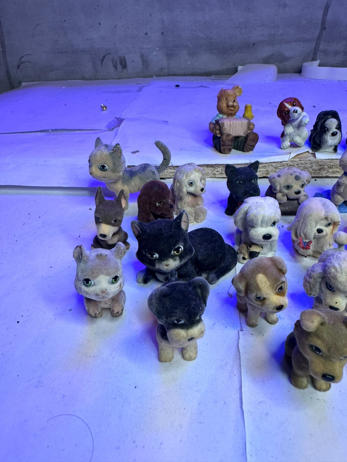 Cuccioli cerca amici gatti e cani