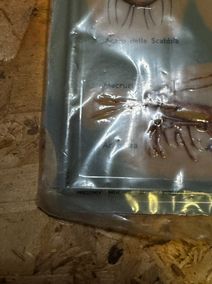 tavole a rilievo zoologia rico firenze tavola artropodi miriapodi aracnidi ragni