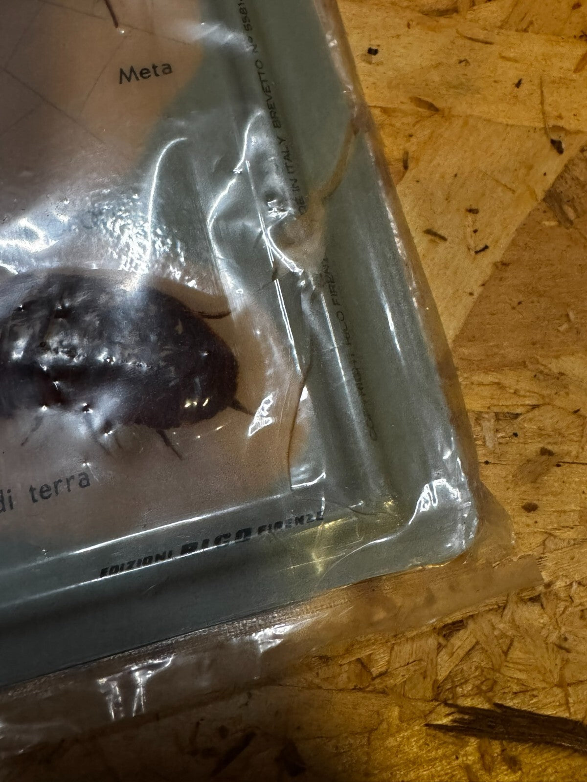 tavole a rilievo zoologia rico firenze tavola artropodi miriapodi aracnidi ragni